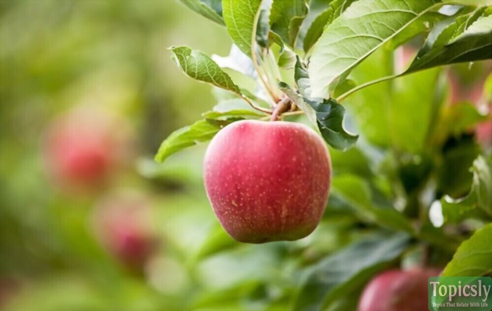 Flavonoid Food Apples