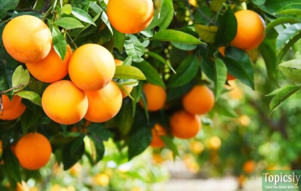 Flavonoid Food  Oranges