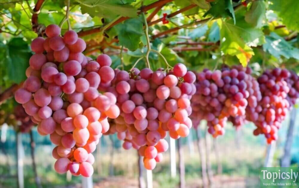 Flavonoid Food  Red and purple grapes