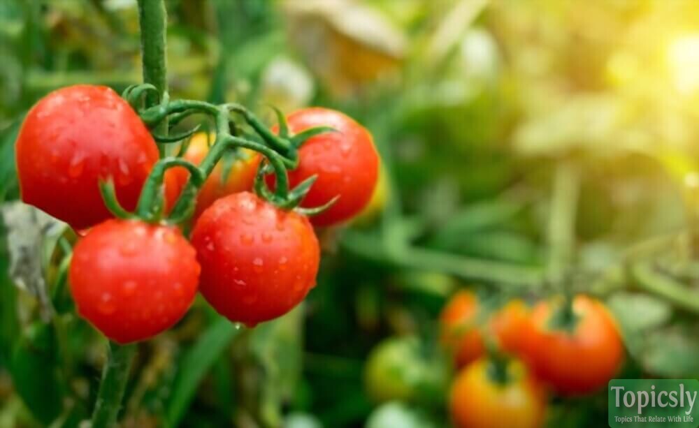 Tomatoes - Anti Cancer Foods for Cancer Patients